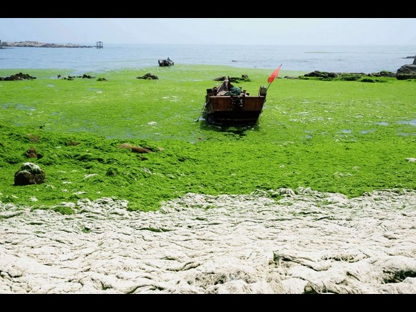 குயிங்டோவில் உள்ள பாசான்கள் படிந்த கடற்க்கரை