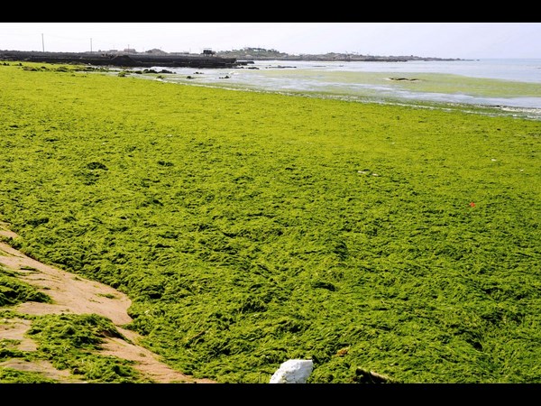 குயிங்டோவில் உள்ள பாசான்கள் படிந்த கடற்க்கரை