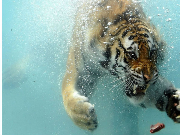 அமெசிங் போட்டோஸ் உங்களுக்காக