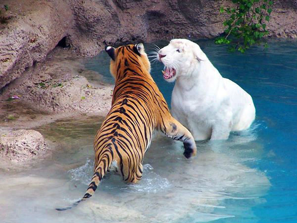 அமெசிங் போட்டோஸ் உங்களுக்காக