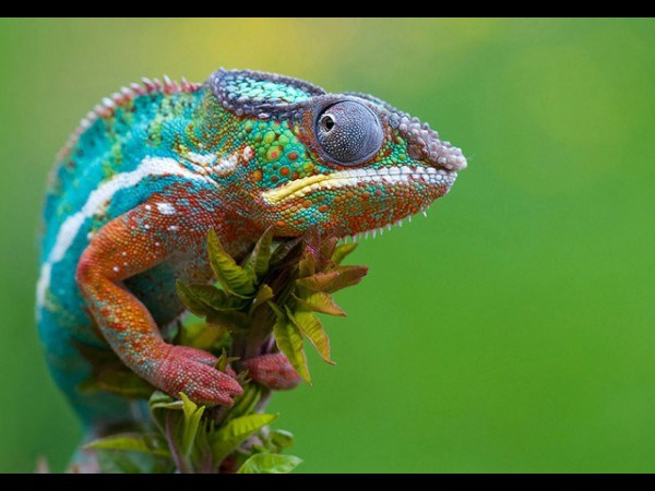 இவைதான் 2013 ன் உலகின் சிறந்த புகைப்படங்கள்