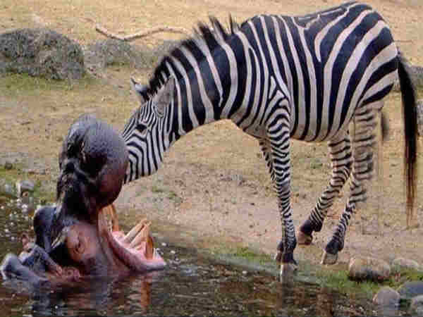 இந்த மாதிரி நீங்க டிரை பண்ணிருக்கிங்களா