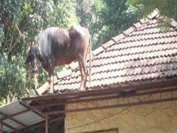 இங்க பாருங்க நம்ம இந்திய சாகசத்த