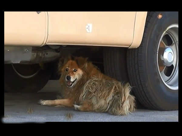 கூகுளால் கிடைத்த நாய் இதுதான் 