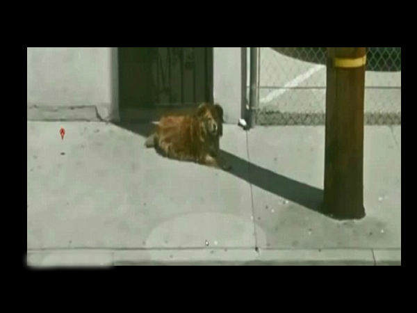 கூகுளால் கிடைத்த நாய் இதுதான் 