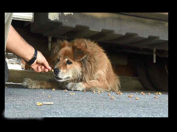 கூகுளால் கிடைத்த நாய் இதுதான் 