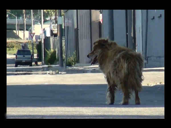 கூகுளால் கிடைத்த நாய் இதுதான் 