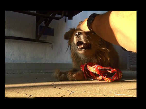 கூகுளால் கிடைத்த நாய் இதுதான் 