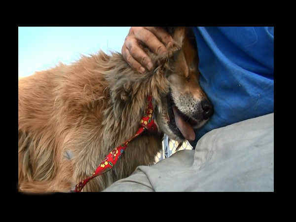 கூகுளால் கிடைத்த நாய் இதுதான் 