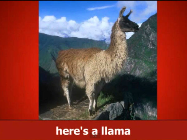 The Llama Song (2004)  
