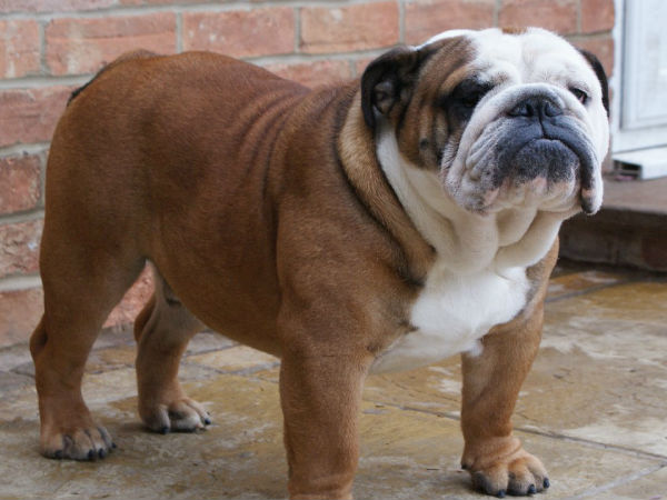 குதிரை :