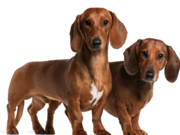 சிப்பாய் :