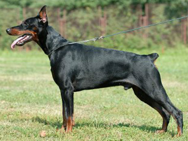 மந்திரி :