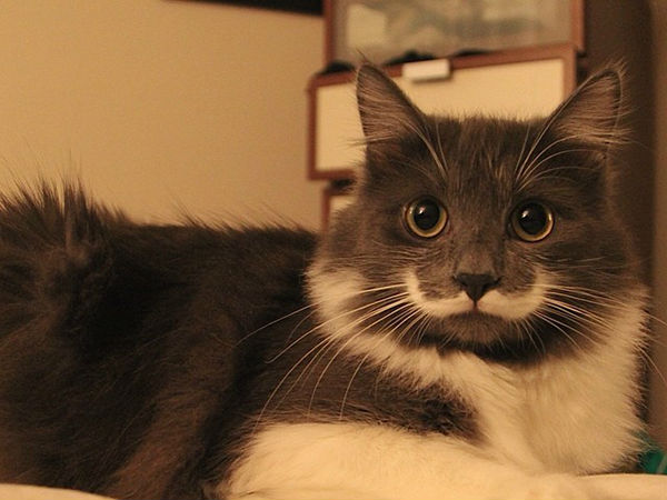 04. ஹாமில்டன் தி ஹிஸ்ப்பர் கேட் :