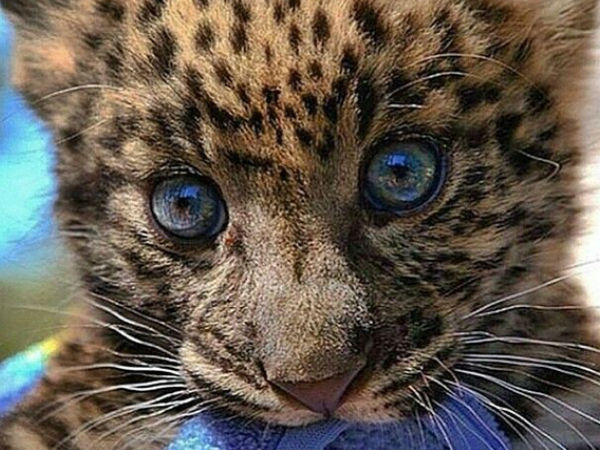 05. பேபி அனிமல்ஸ் :