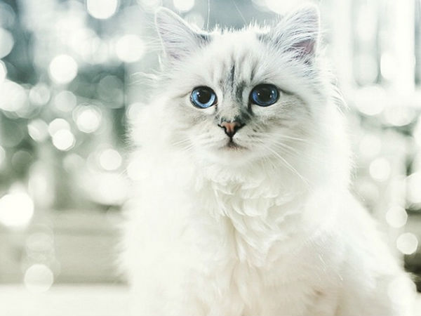 08. சோப்பட் :