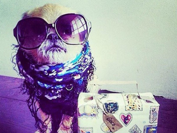 10. பணக்கார நாய்கள் :