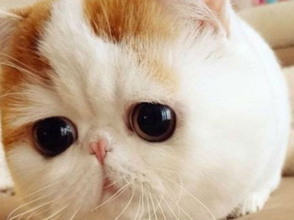 13. ஸ்னூப்பி பேபி :