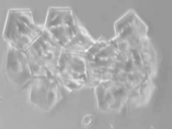  பேப்பர் சிற்பம் :