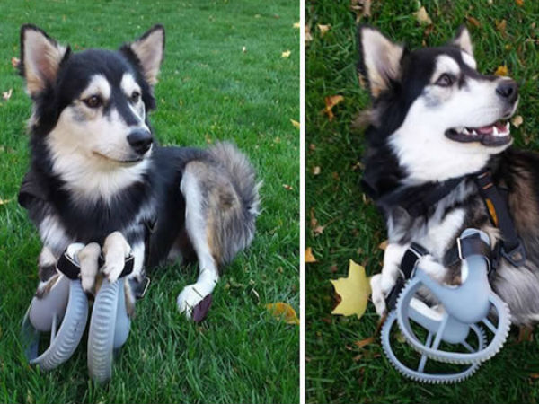 மாற்று கால்கள்..!