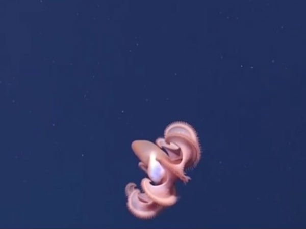 அறிய வகை உயிரினங்கள் :