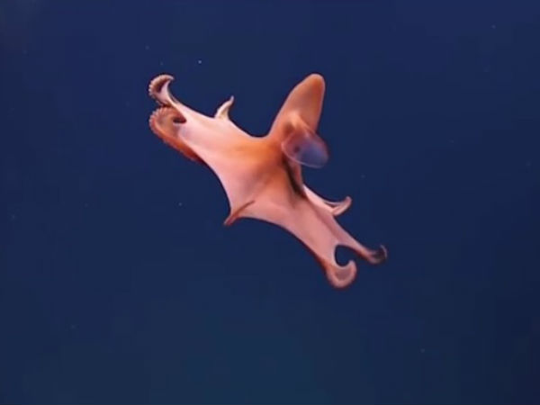 உறுதி செய்ய முடியாது :