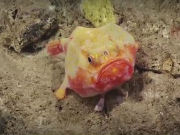 நடக்கும் மீன் :