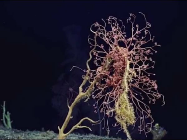 கடல் செடி :