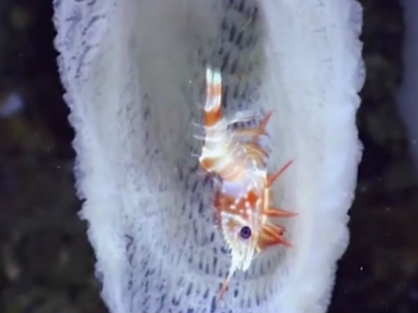 வேற்றுகிரக வாசி :