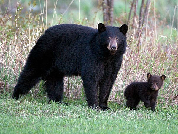 சே.. கரடி மேல இருந்த பயமே போச்சிப்பா..!