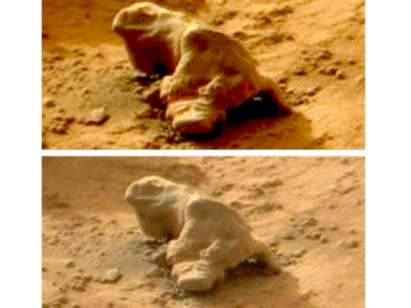 உடும்பு :