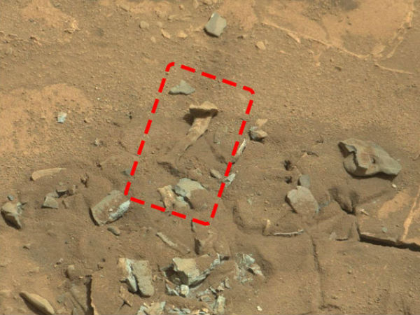 எலும்பு :