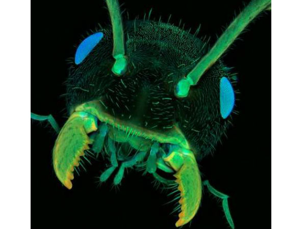 எறும்பின் தலை :