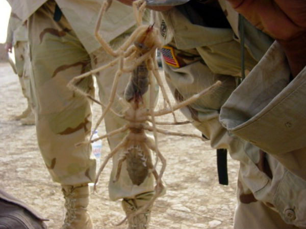 ஒட்டக சிலந்திகள்..!