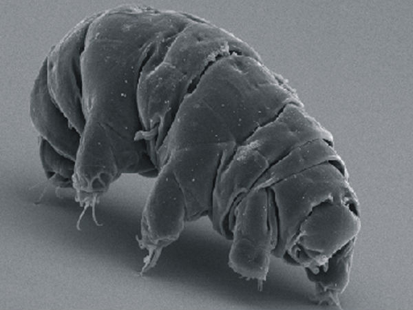 ஏலியன் பாக்டீரியா :