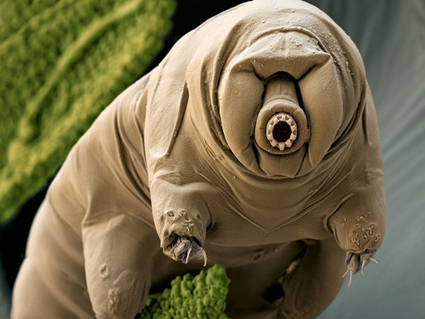 வாட்டர் பியர்ஸ் :