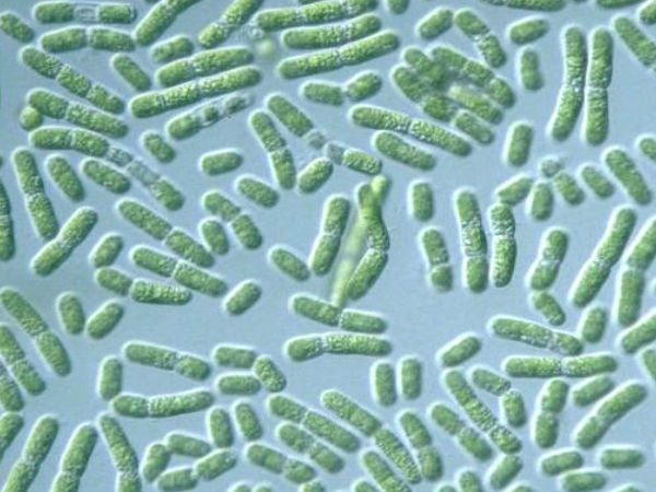 நீலநுண்ணுயிர் :