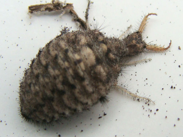 டூடல் பக்ஸ் :