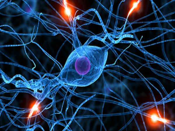 04. மூளை செல்கள் :