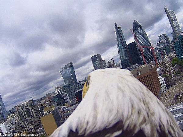 பறவையின் கோணம் :