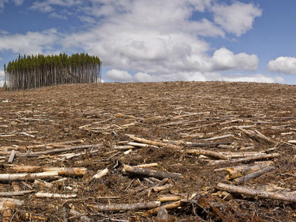 01. காடு அழிப்பு :