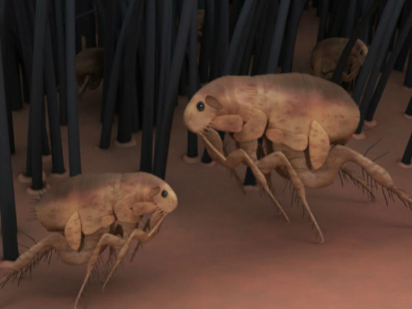 01. ஆப்ரேஷன் பிக் இட்ச் (Operation Big Itch) :