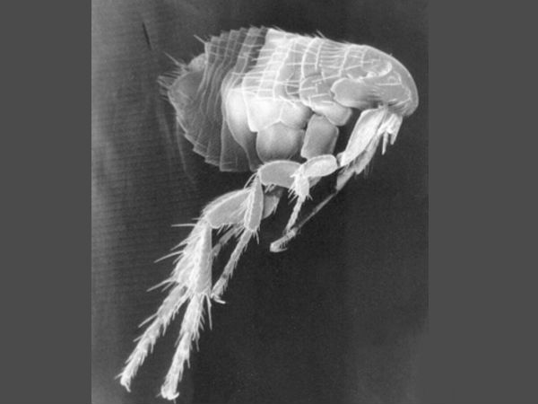 உயிரியல் ஆயுதம் :