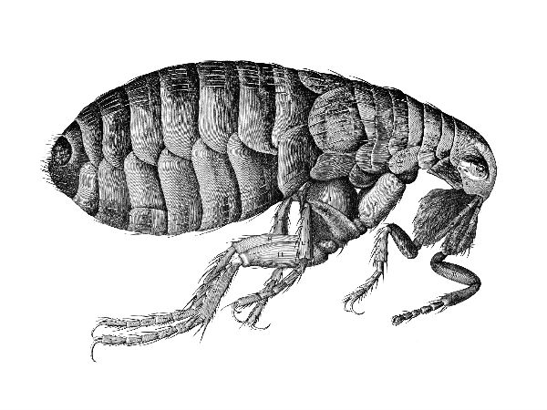 மைக்ரோகிராஃப் :