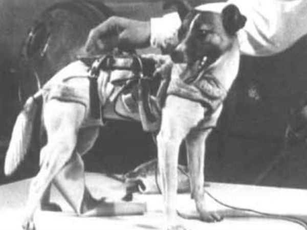 குரங்கு