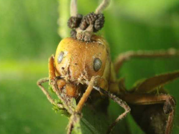 எறும்புகள் :