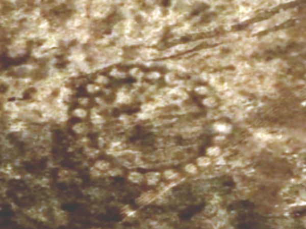 சதுரங்கள், சிலுவைகள் :