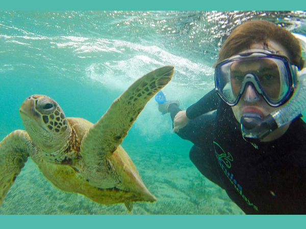 கடல் ஆமை :