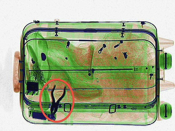 இடுக்கி :