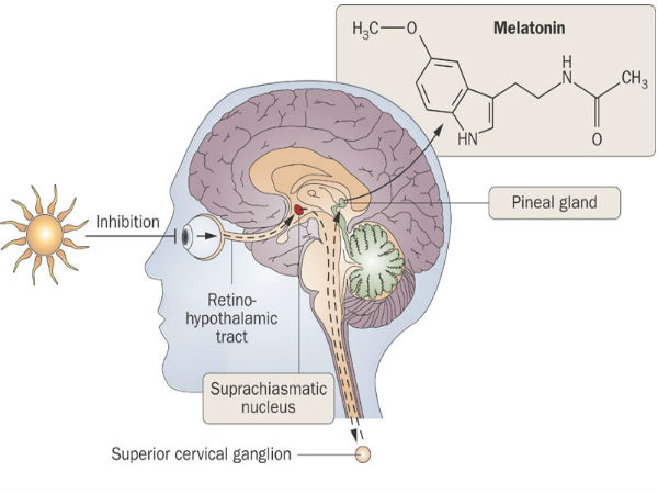 மெலடோனின் சுரப்பு :